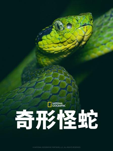 猫咪视频《奇形怪蛇》免费在线观看